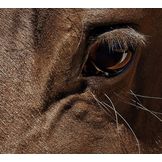 Products for Senior Horses