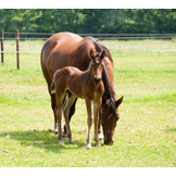 Products for Horse Breeding