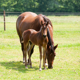 Products for Horse Breeding