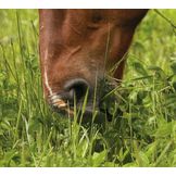 Surova in strukturirana krma za konje