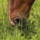 Surova in strukturirana krma za konje