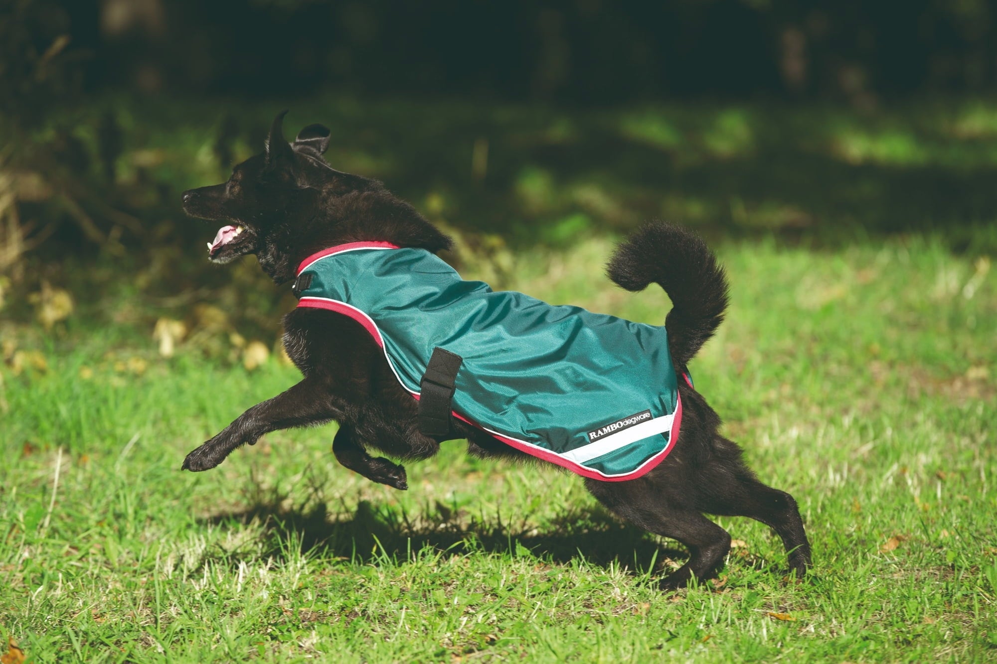 Horseware Ireland Rambo Waterproof Dog Blanket 100g