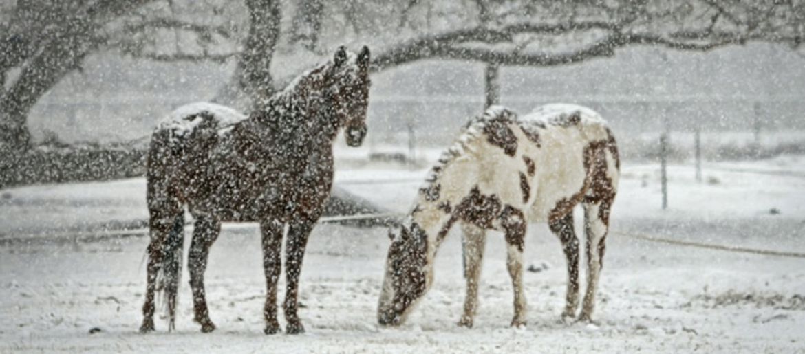 Sistema immunitario sano = cavallo sano