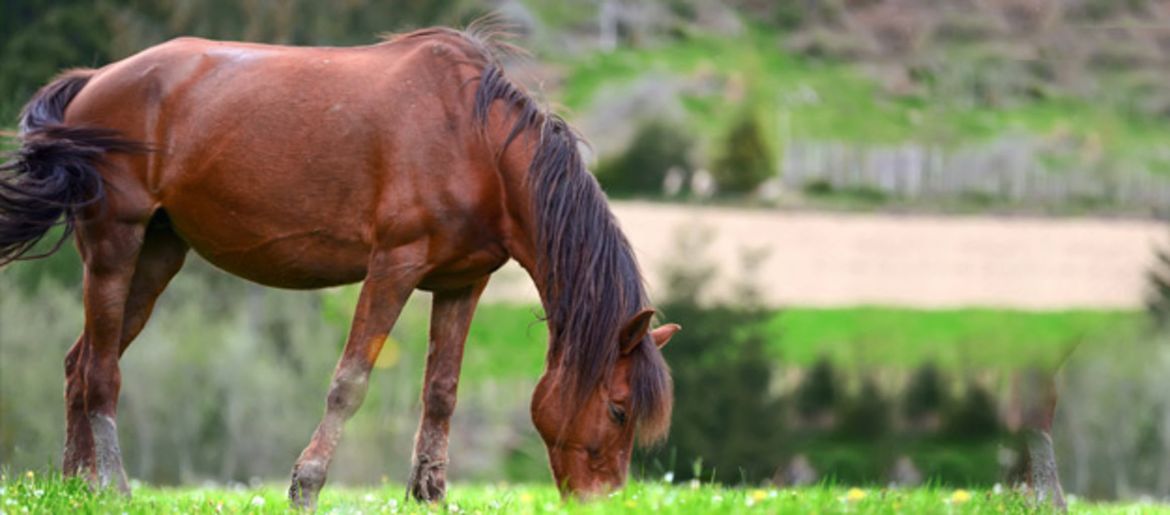 Supporta il metabolismo del tuo cavallo!