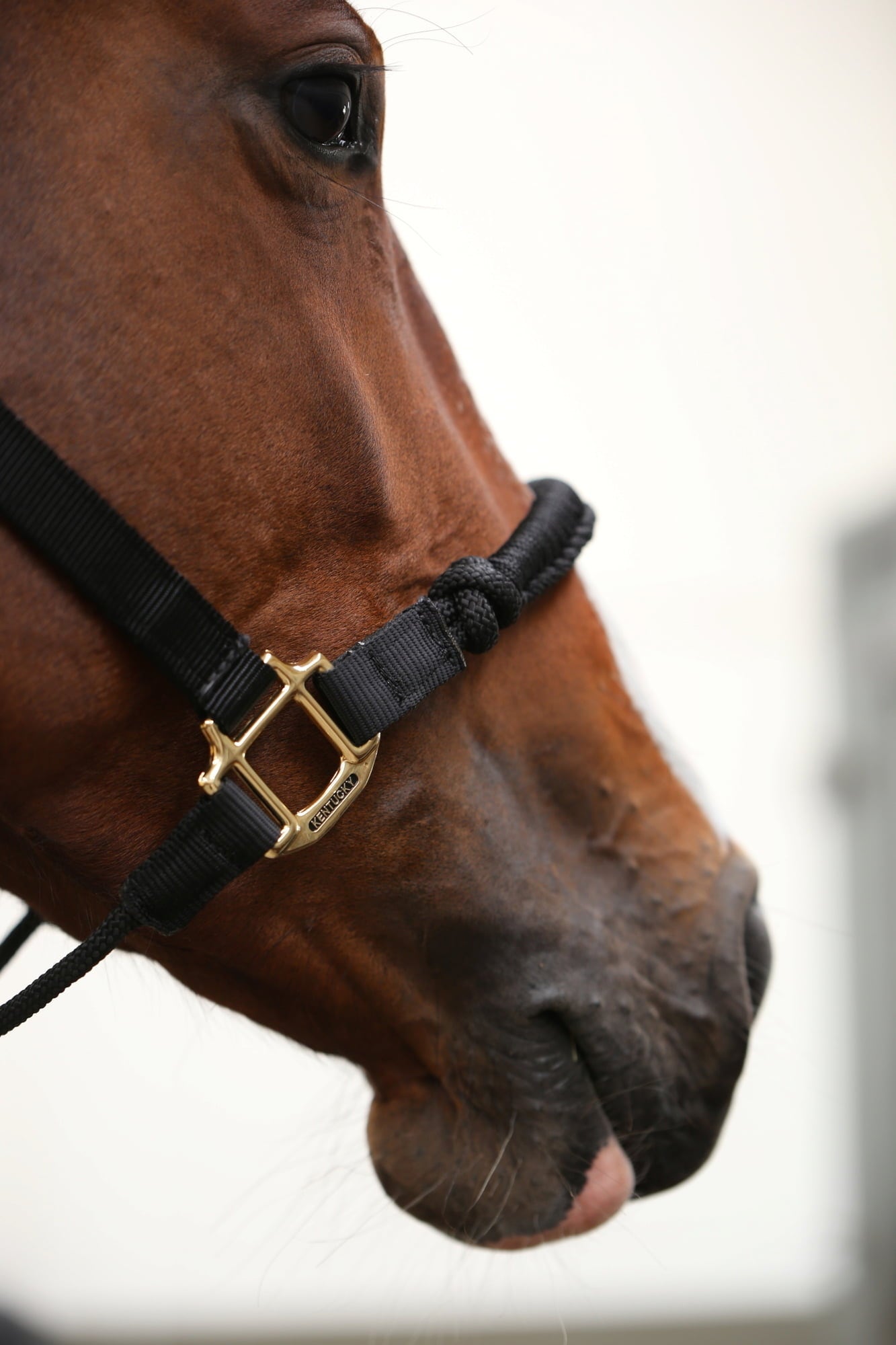 Kentucky Horsewear Юлар 