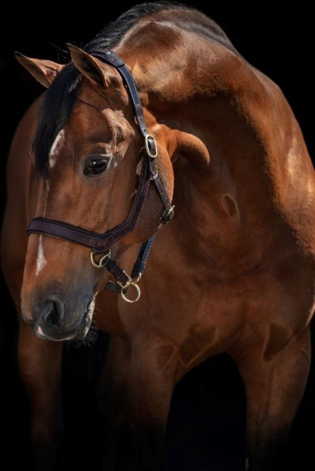 Horseware Ireland Rambo Micklem Headcollar - Brown