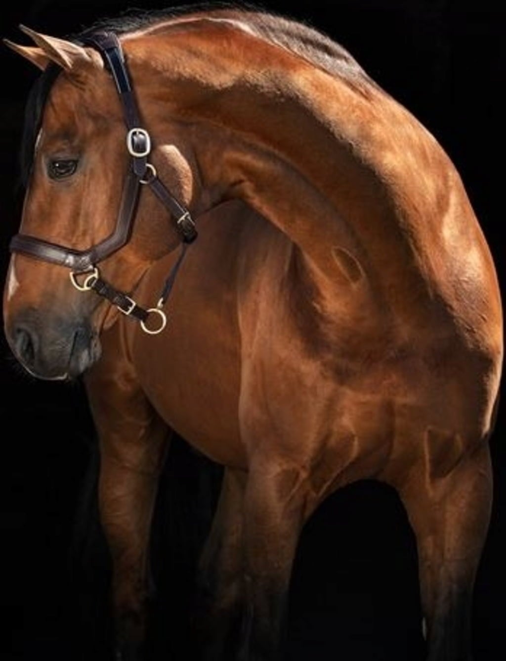 Horseware Ireland Rambo Micklem Headcollar - Brown