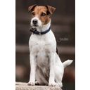 Kentucky Dogwear Plaited Nylon Dog Collar - Navy
