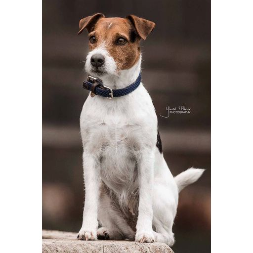 Kentucky Dogwear Flätad Nylon Hundhalsband marinblå