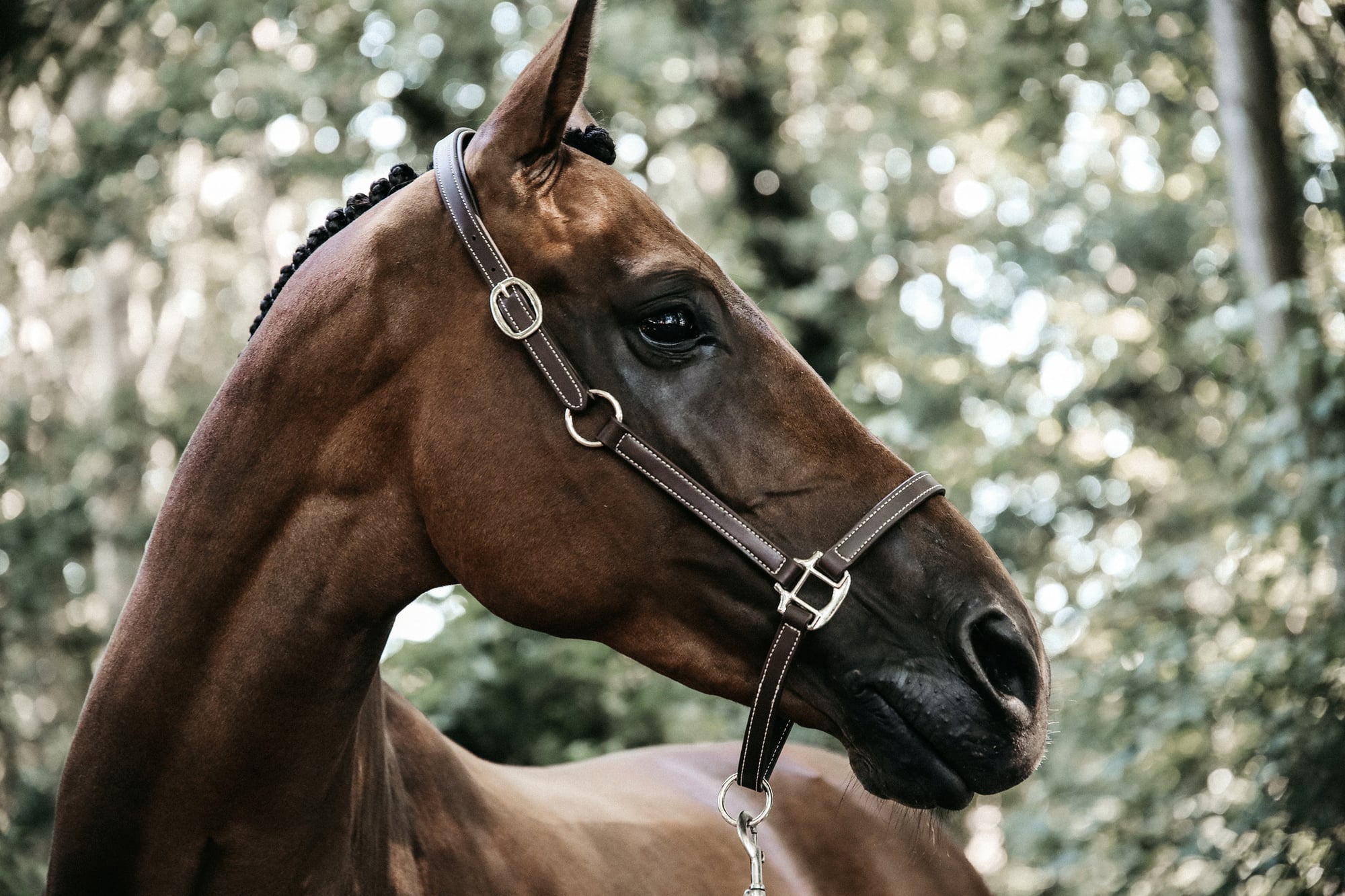 Kentucky Horsewear Lederhalfter 