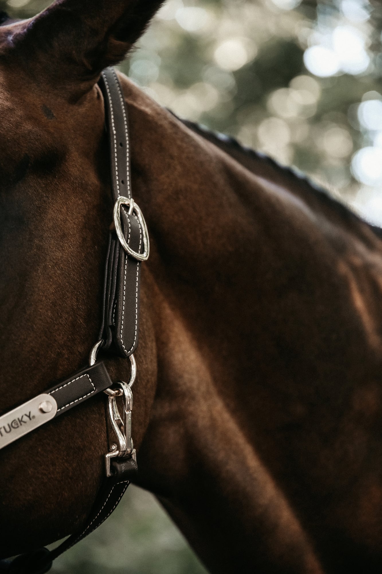 Kentucky Horsewear Lederhalfter 