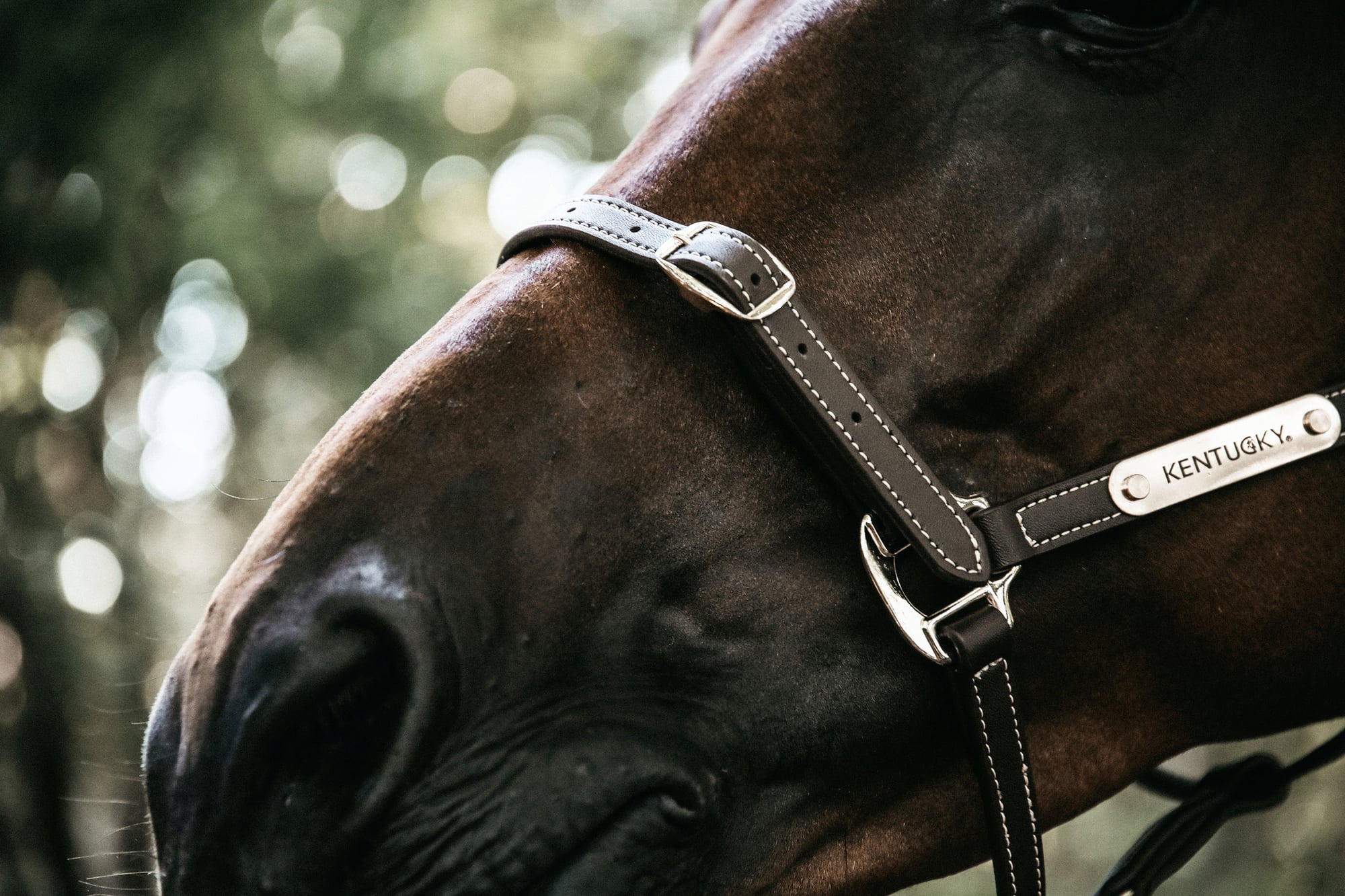 Kentucky Horsewear Lederhalfter 
