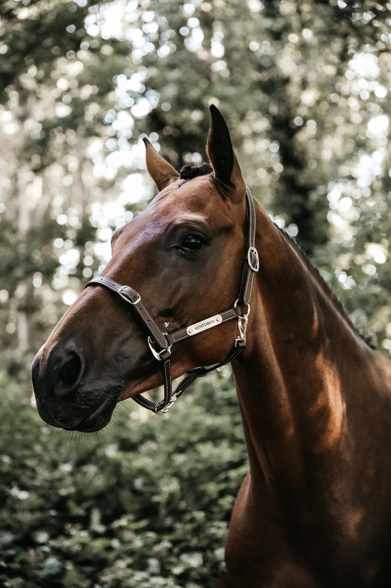 Kentucky Horsewear Lederhalfter 