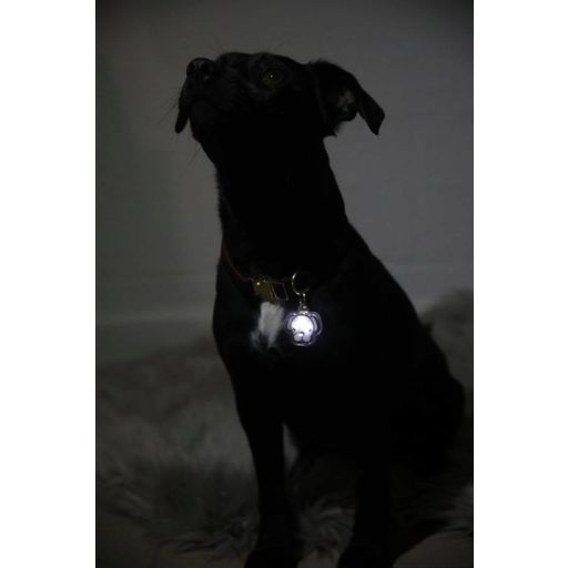 Kentucky Dogwear Lumière Clignotante 