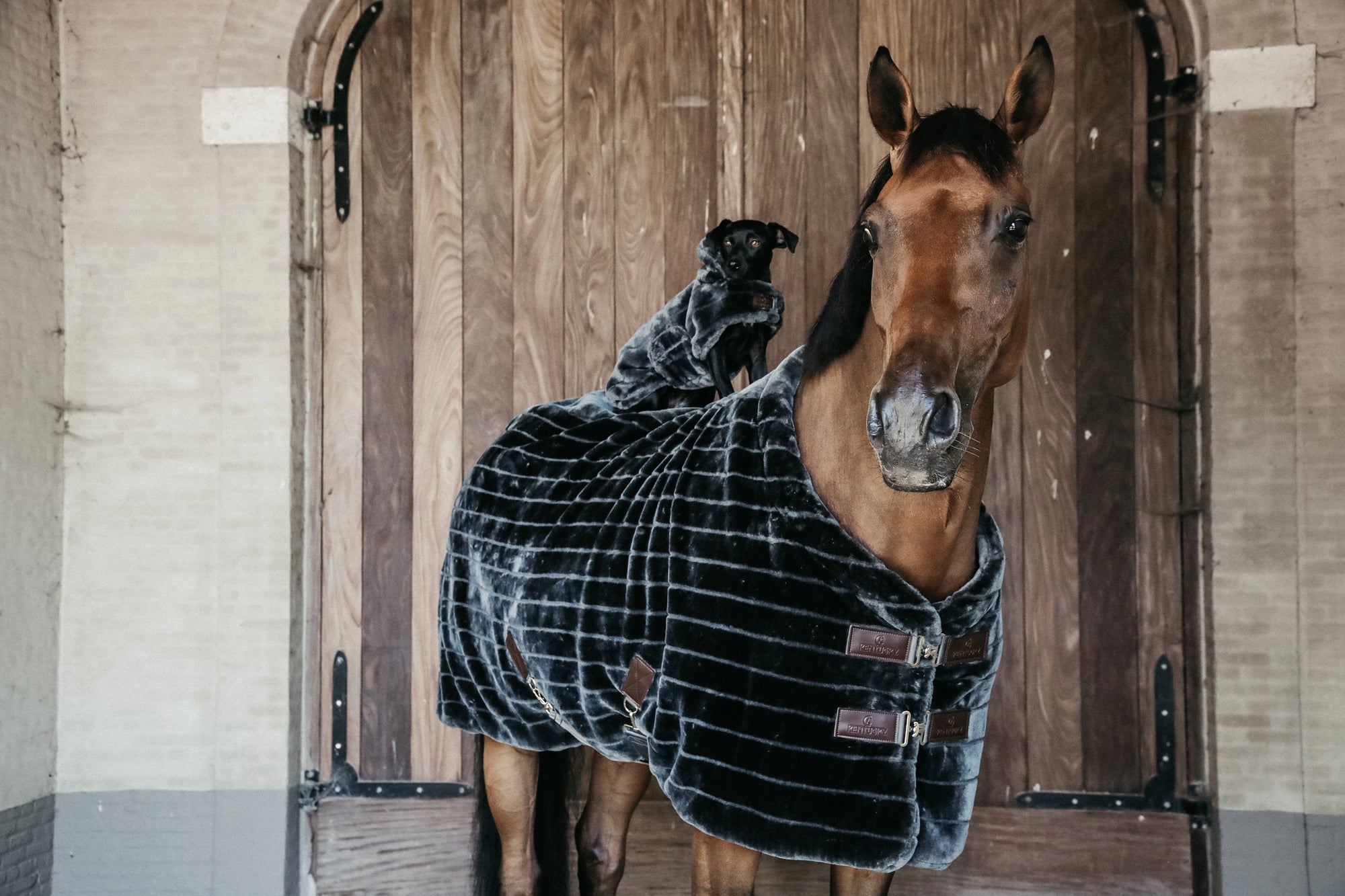 Kentucky Horsewear Decke 