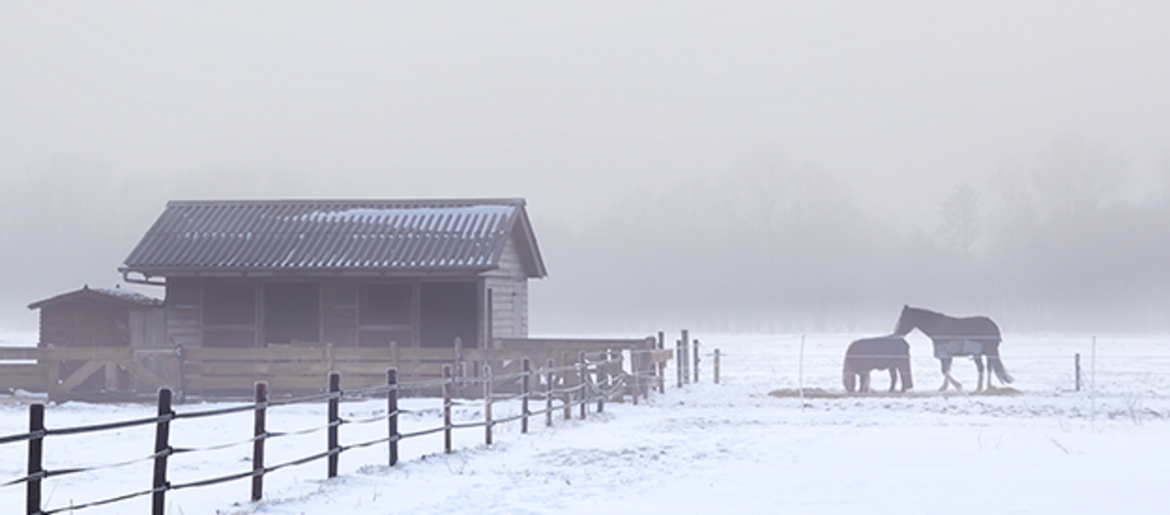 Bewegung, Luft & Licht: fit durch den Winter im Offenstall