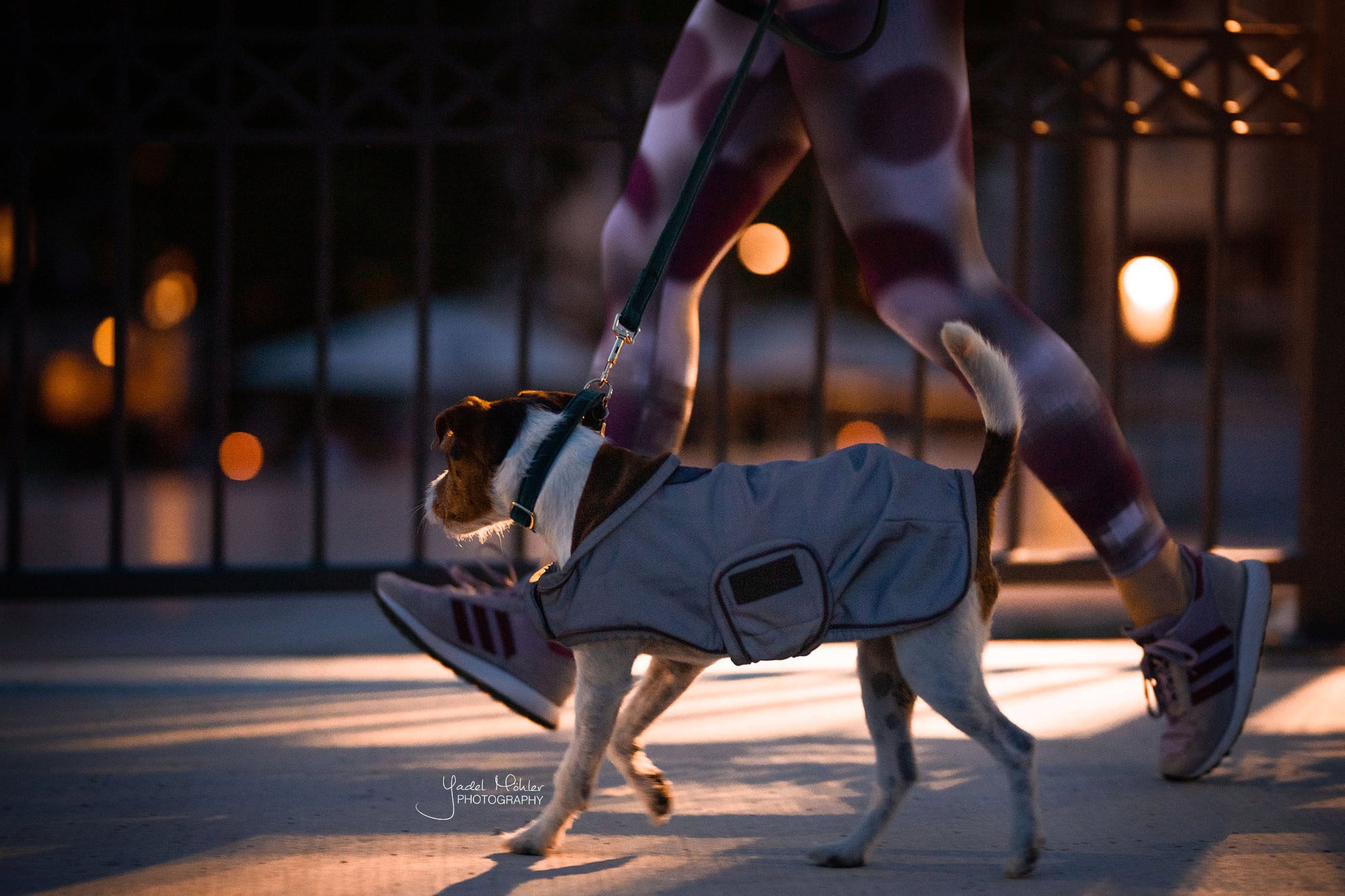 Kentucky Dogwear Wasserabweisender Hundemantel silber