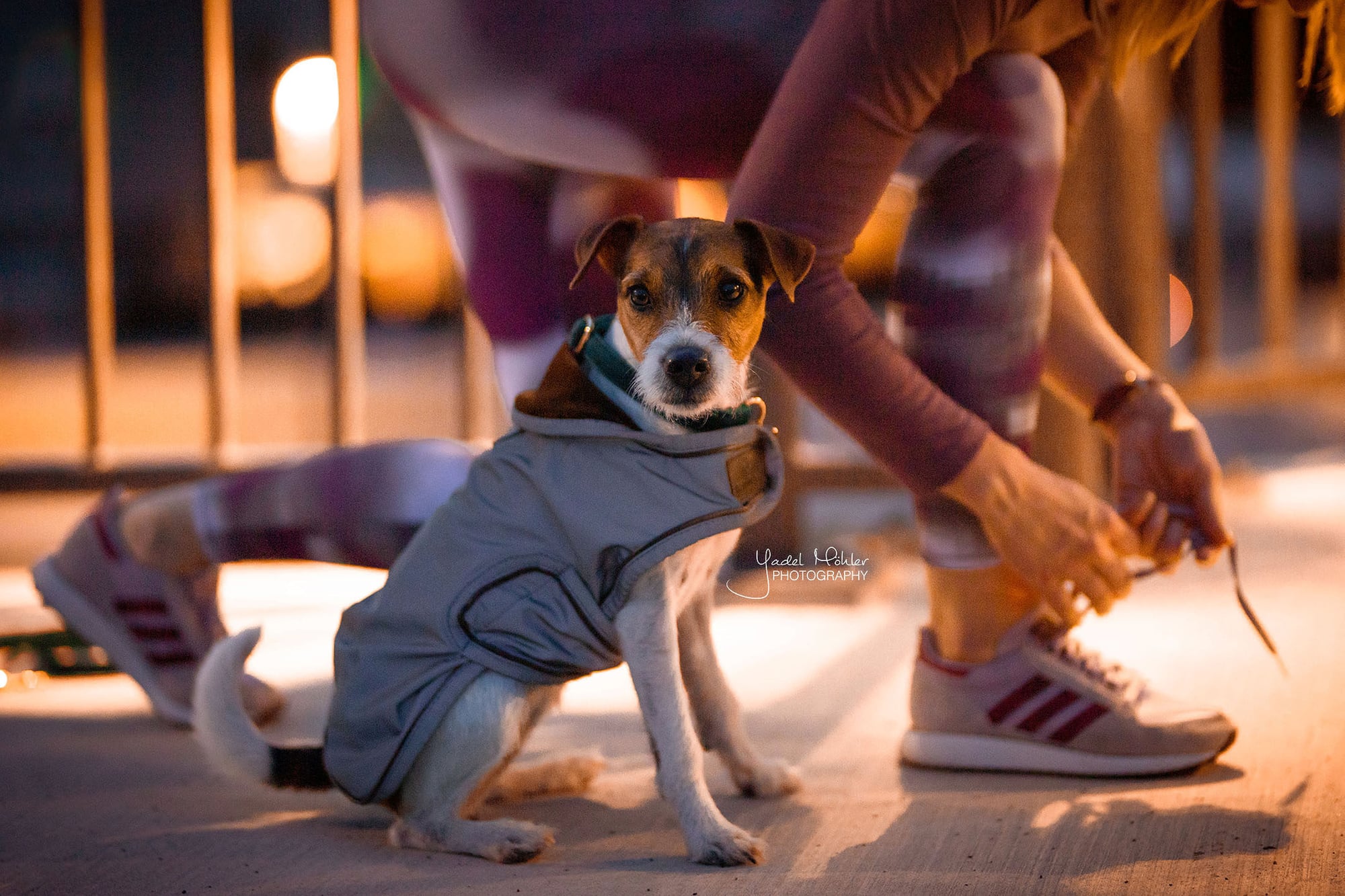 Kentucky Dogwear Wasserabweisender Hundemantel silber
