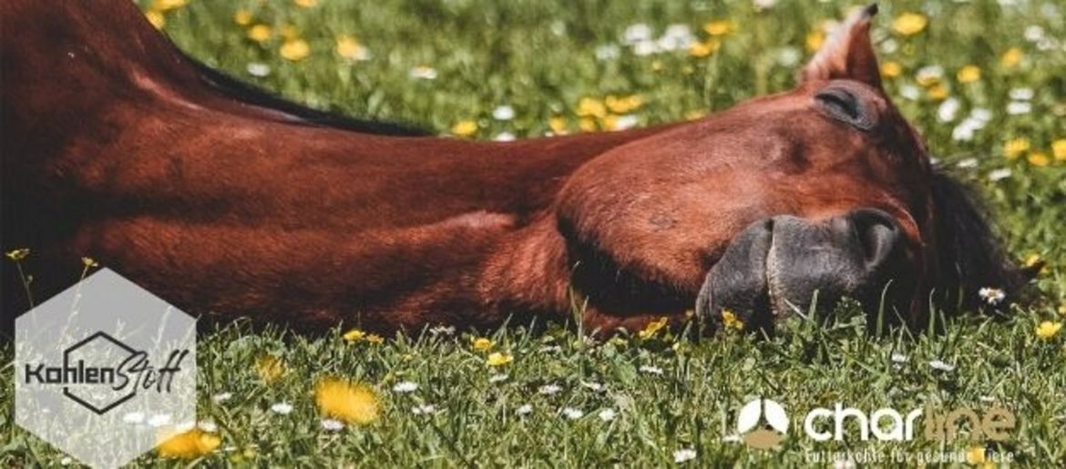 Grazing - Step by Step into Green Happiness