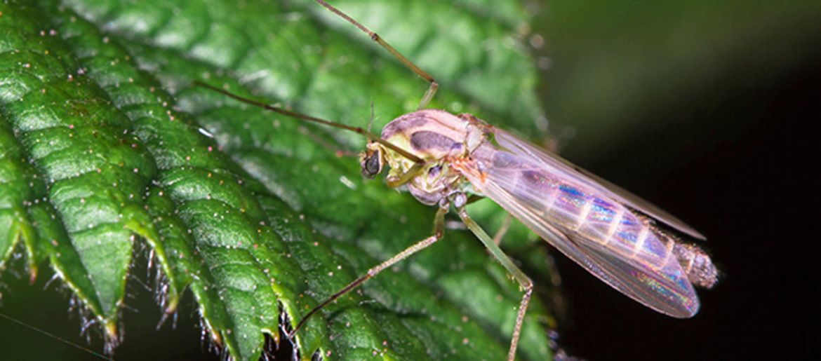 Wie schütze ich mein Pferd vor blutsaugenden Insekten?