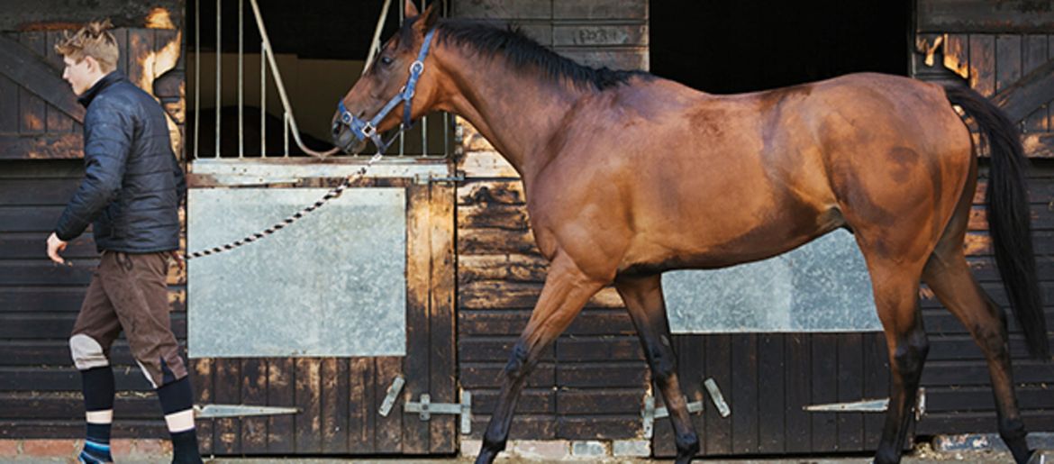 Rules for safe handling of horses