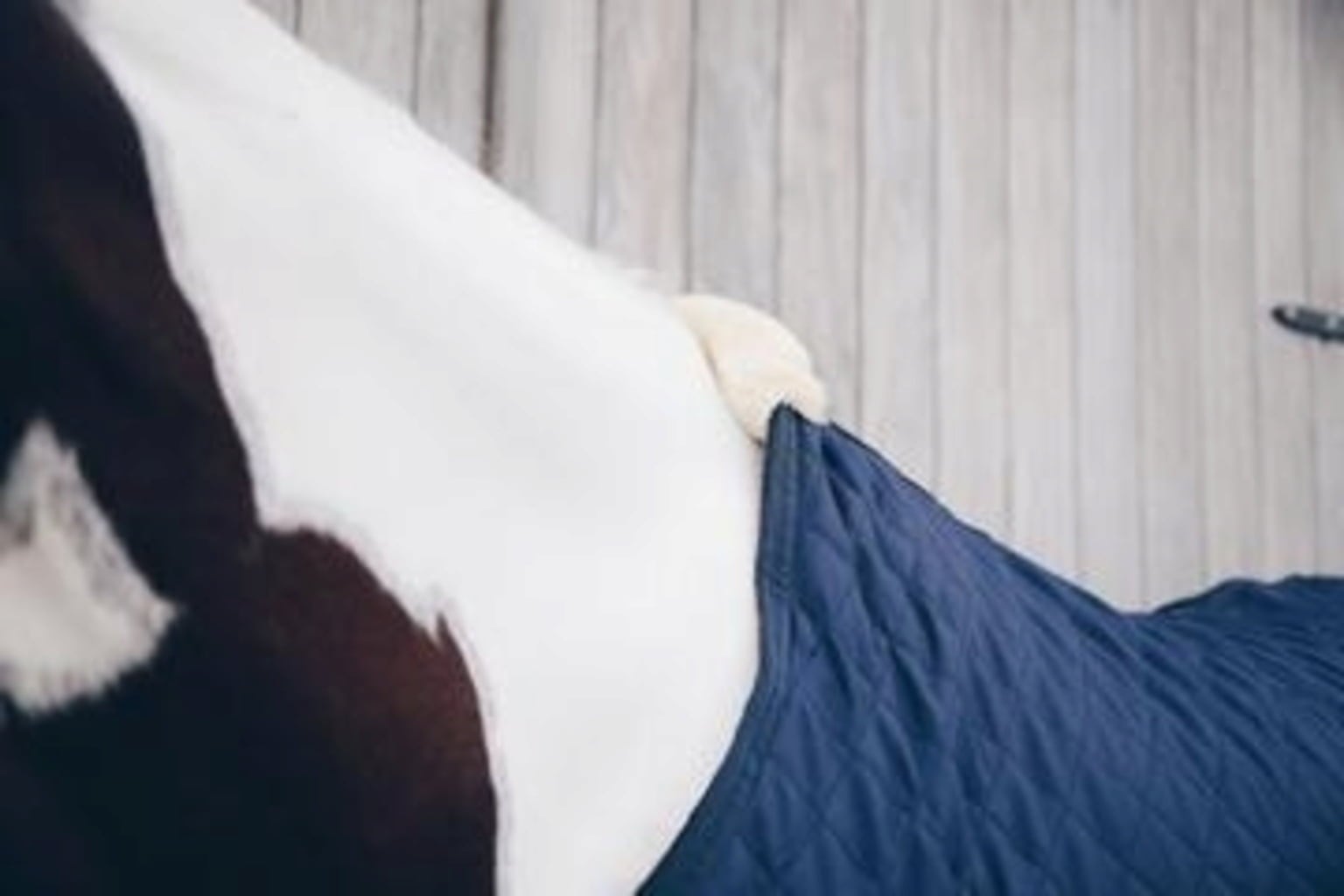 Kentucky Horsewear Walker Rug 160 g Marine