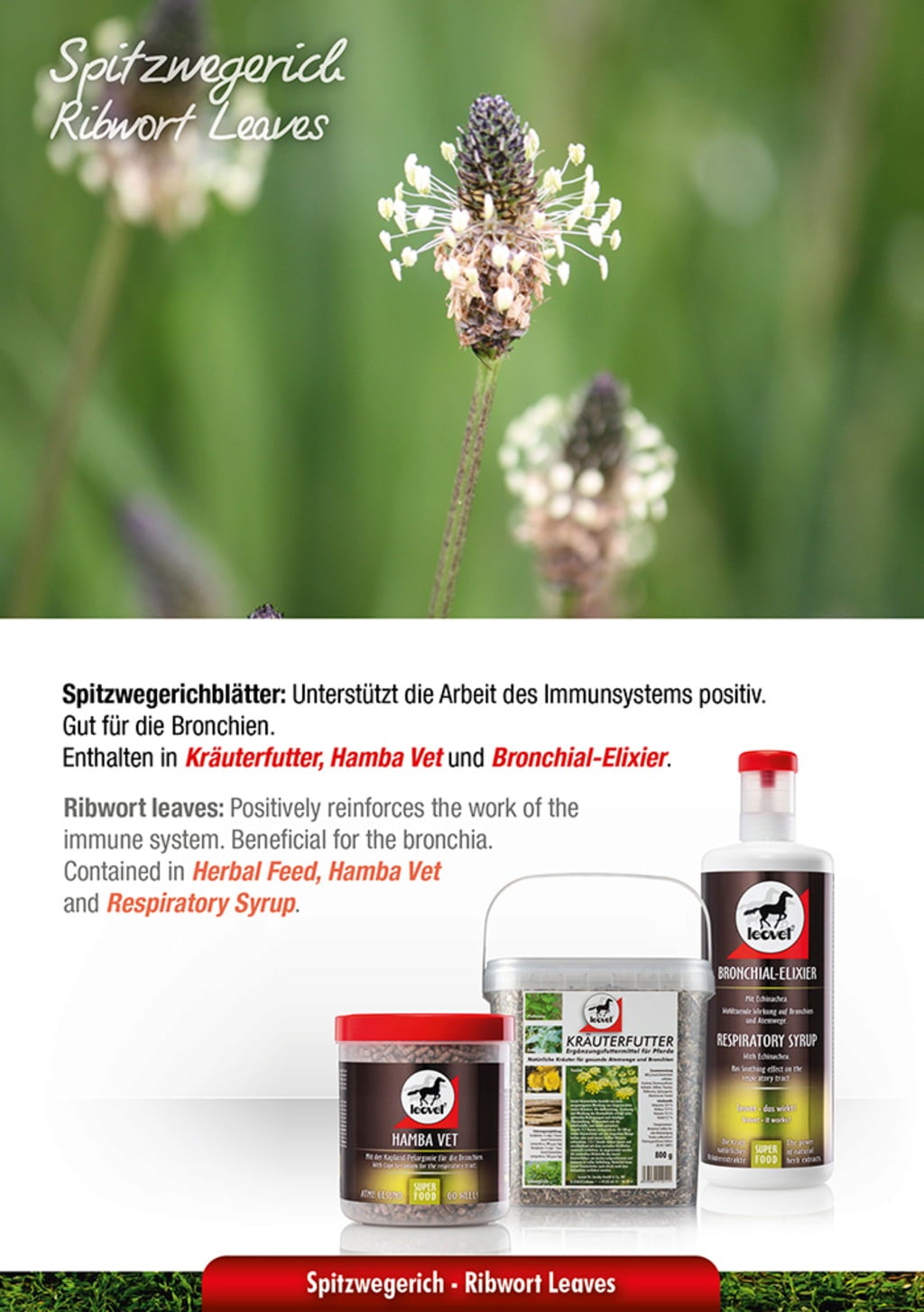 leovet Bronchial-Elixier - 1.000 ml