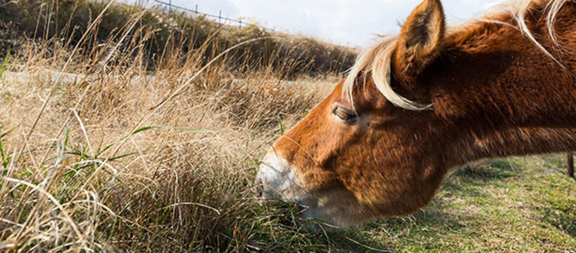 Raw Fibre Sources for Older Horses