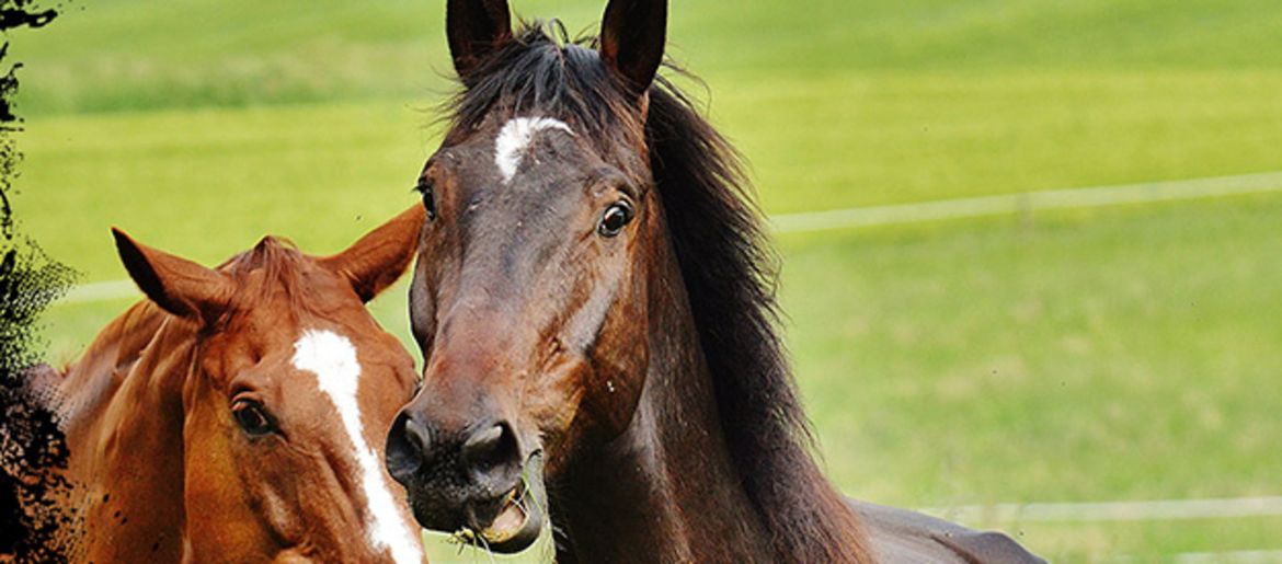 Stomach Ulcers in Horses - A Disease of Civilization?