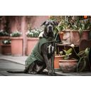 Kentucky Dogwear Dog Coat Waterproof 300 g, Olive Green