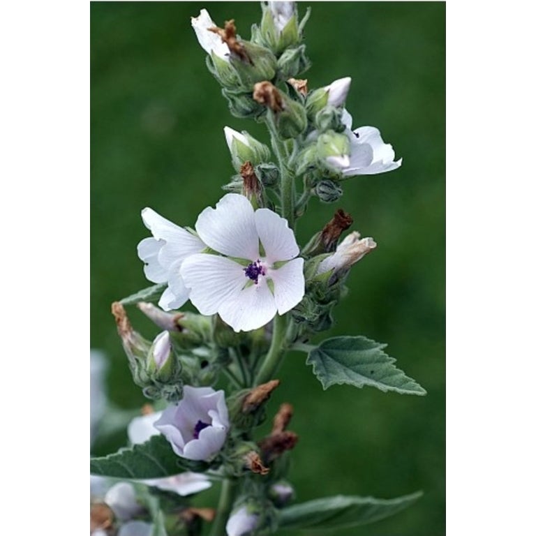 NATUSAT Marshmallow Root for Horses, 500 g EquusVitalis