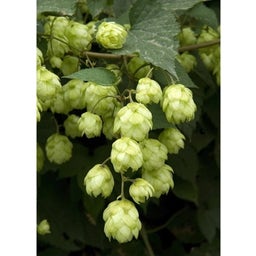 Hopfenblüten