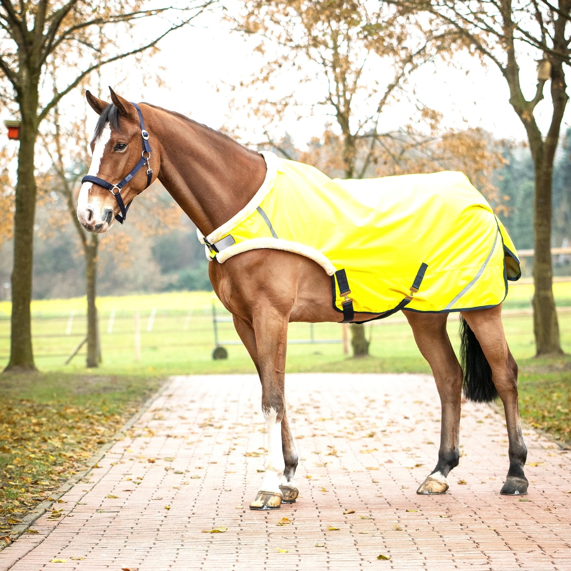 BUSSE SHINE 50 Exercise Rug, Yellow (Navy)