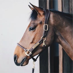 Kentucky Horsewear Leather 