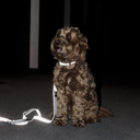 Kentucky Dogwear Светлоотразителен нашийник за кучета