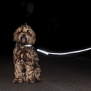 Kentucky Dogwear Светлоотразителна каишка за кучета