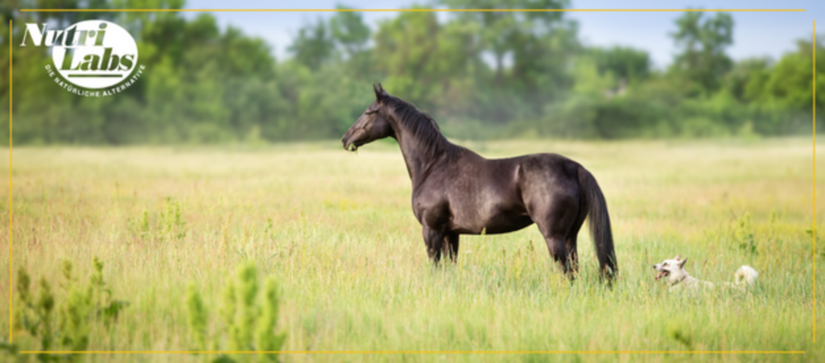 La salud gastrointestinal de los caballos