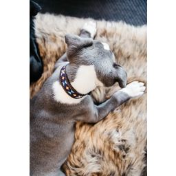 Kentucky Dogwear Pasja ovratnica s perlami, modra - L (62 cm)