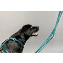 Kentucky Dogwear Loop Velvet Dog Harness, Emerald - L