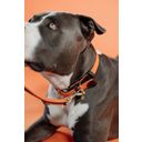 Kentucky Dogwear Plaited Nylon Dog Collar, Orange - S (42 cm)