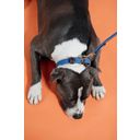 Kentucky Dogwear Hundhalsband Flätad Nylon, blå - S (42 cm)