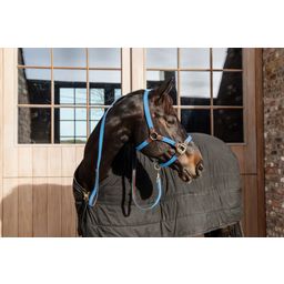 Kentucky Horsewear 'Plaited Nylon' Halter, Light Blue - Cob