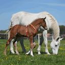 Sprenger Foal Harness - Orange