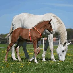 Sprenger Foal Harness - Orange