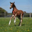 Sprenger Foal Harness - Orange