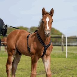 Sprenger Foal Harness - negro