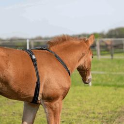 Sprenger Foal Harness - negro