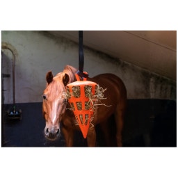 Portaheno con Forma de Zanahoria 'Hay Slow Feeder Fun & Flex Carrot' - Naranja