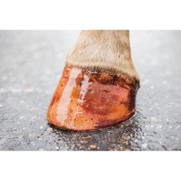 Glittrigt Hovlack 'Excellent Horse Hi Gloss Glitter' - Rosa