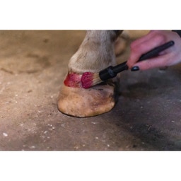 Glittrigt Hovlack 'Excellent Horse Hi Gloss Glitter' - Rosa